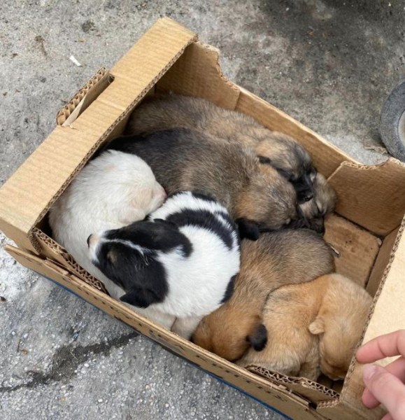Седем малки кученца са изхвърлени като непотребна вещ до казан.