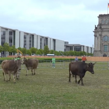 Крави които бяха изведени на паша пред германския парламент шашнаха