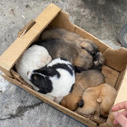 Седем малки кученца са изхвърлени като непотребна вещ до казан