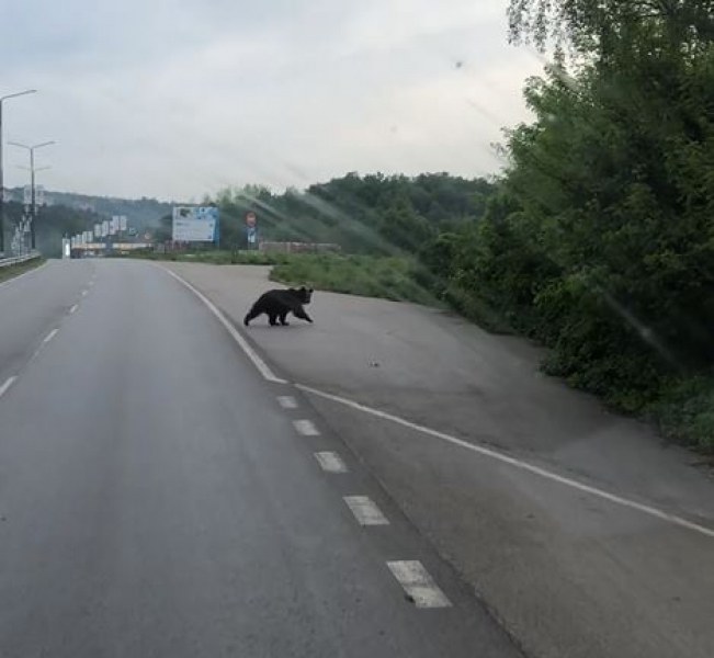 Малко мече се разхожда из наш град СНИМКИ+ВИДЕО