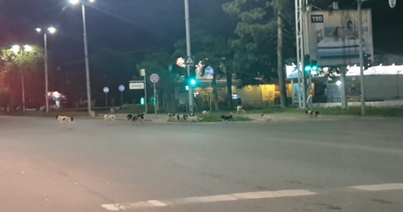 Глутница кучета обикаля из нощен Пловдив.На тази гледка се е