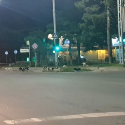 Глутница кучета обикаля из нощен Пловдив На тази гледка се е