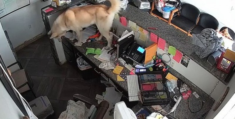 Непокорно хъски разби на пух и прах приют: познайте какво се случи след това ВИДЕО