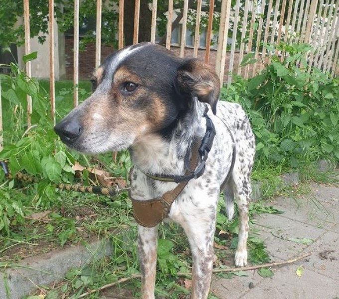 Щастлив обрат с кучето, открито само на Гребната в Пловдив СНИМКИ