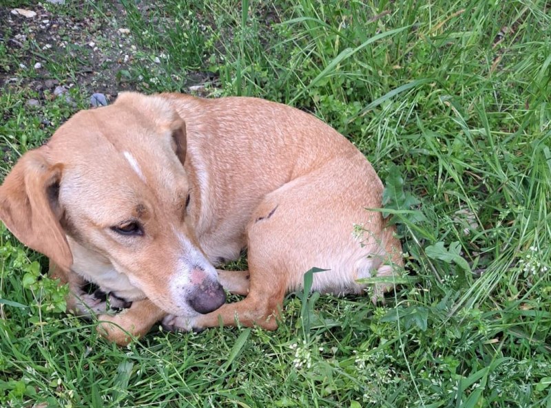 Никой не пожела изоставеното до Пловдив куче