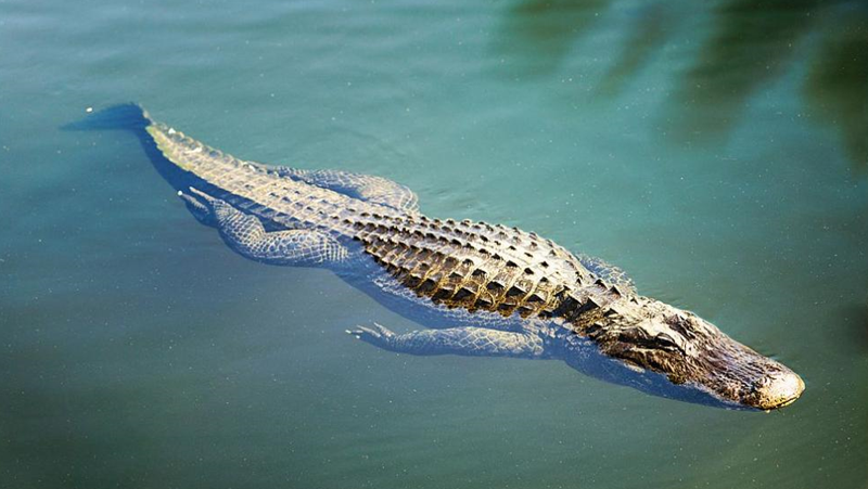 Турист оцеля по чудо след нападение от двуметров крокодил