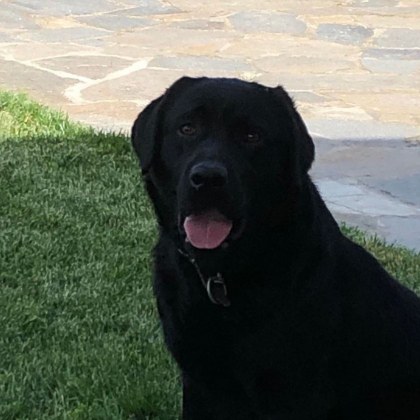 Черен лабрадор е изгубено в Пловдив Кучето изчезва в района