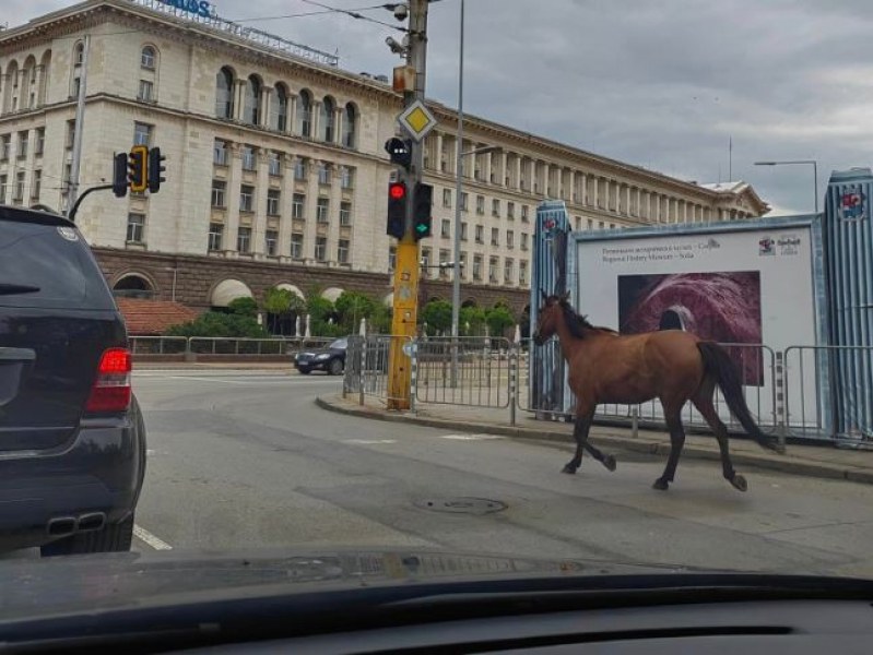 Една нормална събота - кон се разхожда из София СНИМКИ