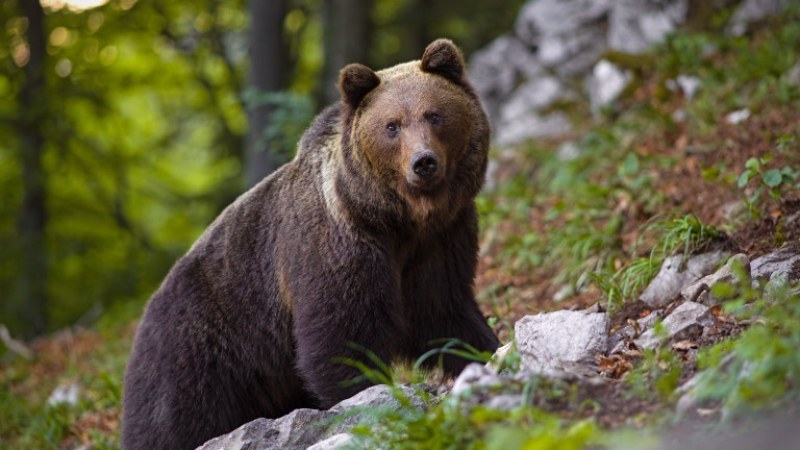 Туристи срещнаха мечка с мече в оживен район ВИДЕО