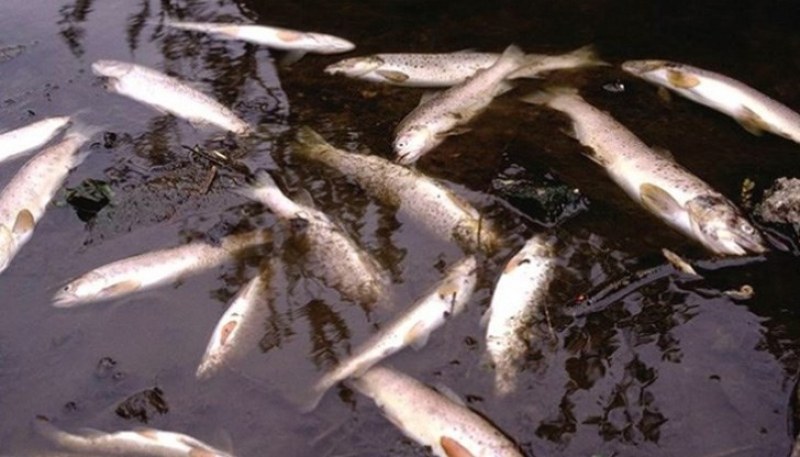Мъртва риба изплува в наша река