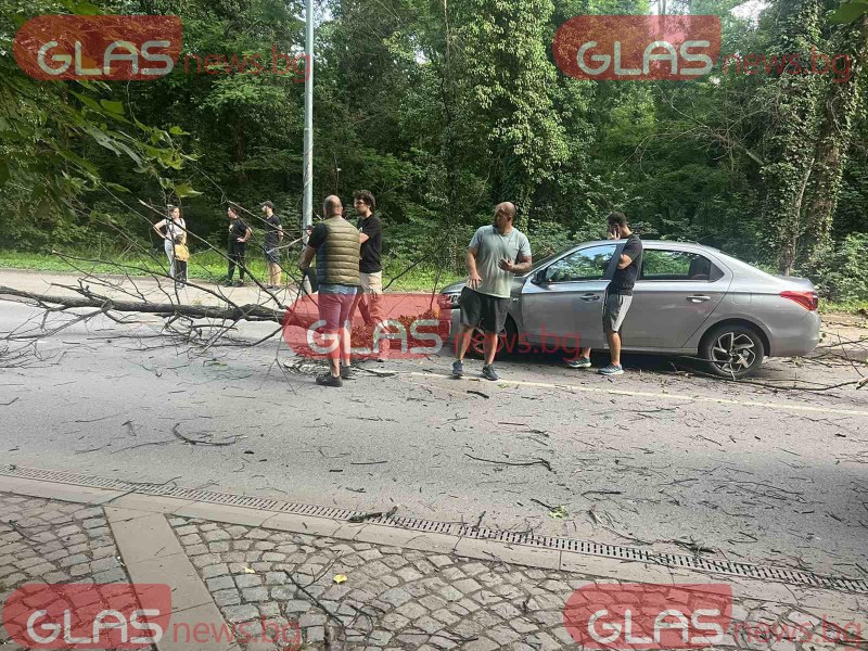 Дърво се сгромоляса над автомобил до Гребната база в Пловдив  СНИМКИ