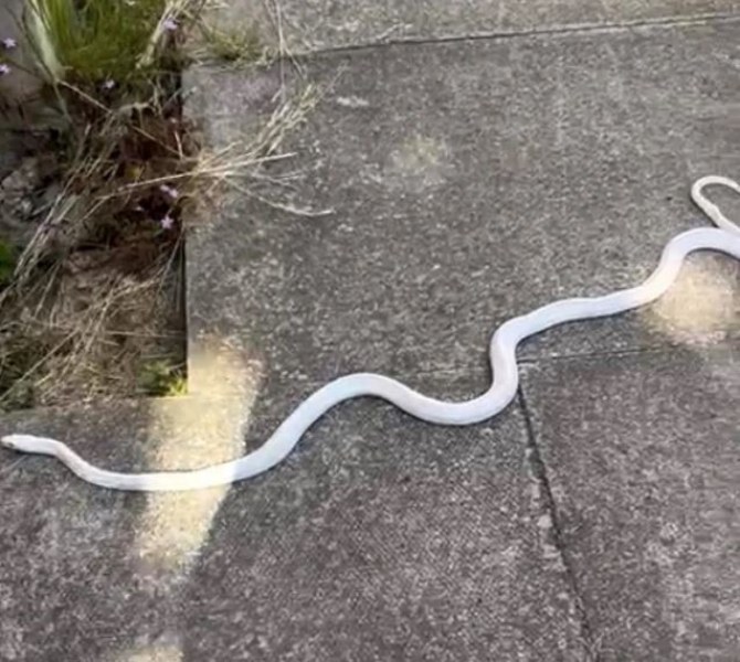 Змия албинос се промъкна в двора на къща СНИМКИ