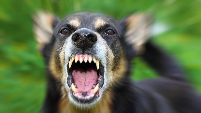 Притеснителен сигнал за агресивни кучета във Враца е публикуван в