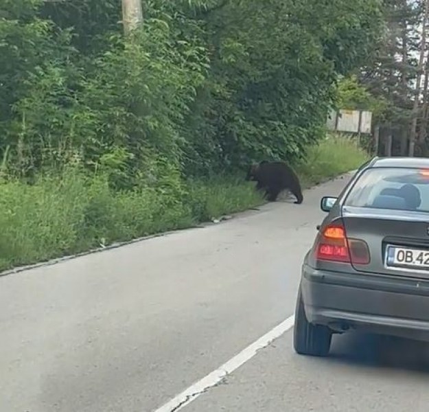 Мъж се приближи само на метри от мечка ВИДЕО