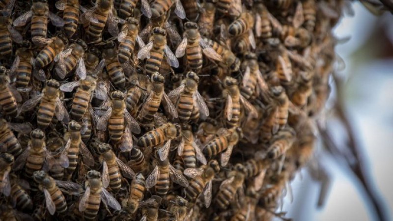 Пчели убийци ужилиха мъж 250 пъти