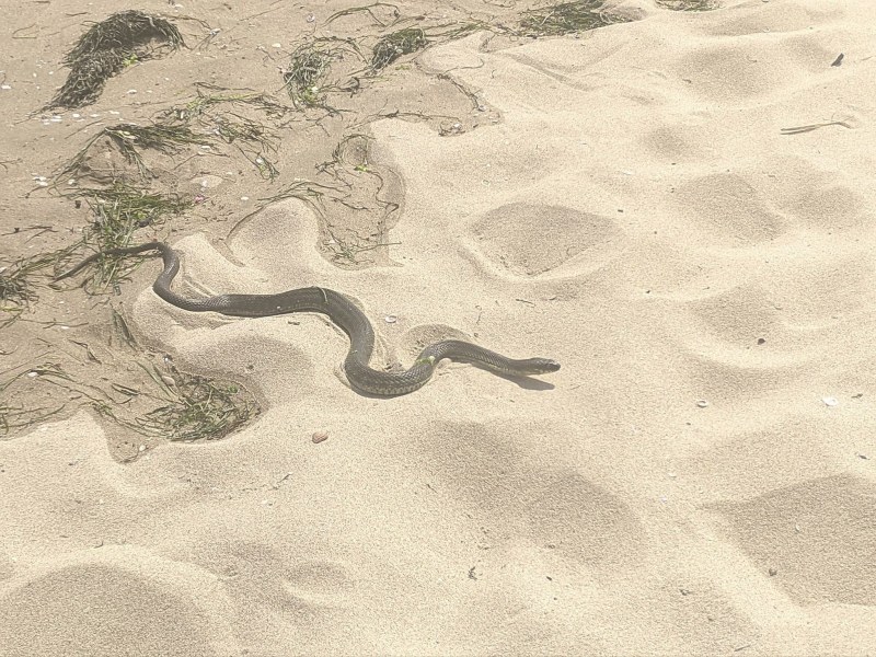 Змия излезе от морето на наш курорт, засили се срещу 