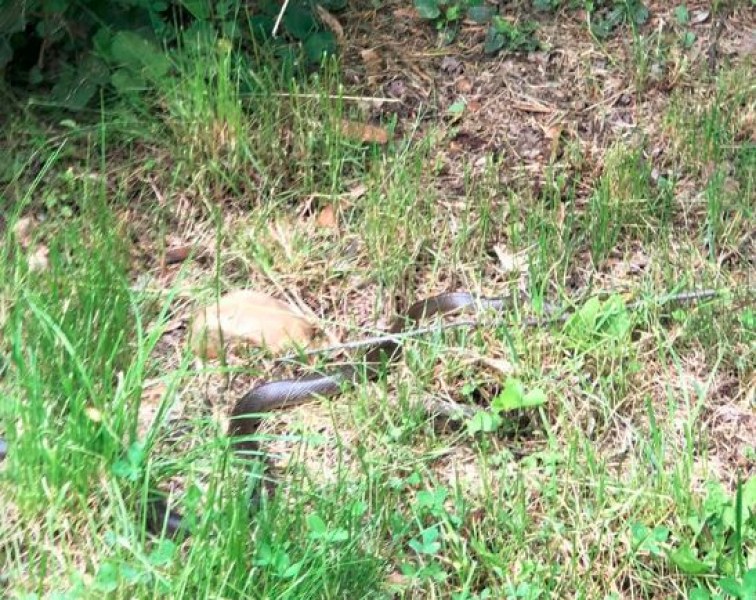 Змия уплаши минувачи в парк в София  СНИМКИ