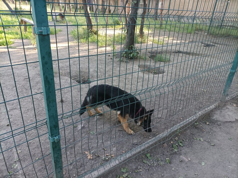 Куче е оставено в клетка в Пловдив. Някой търси ли го? СНИМКИ