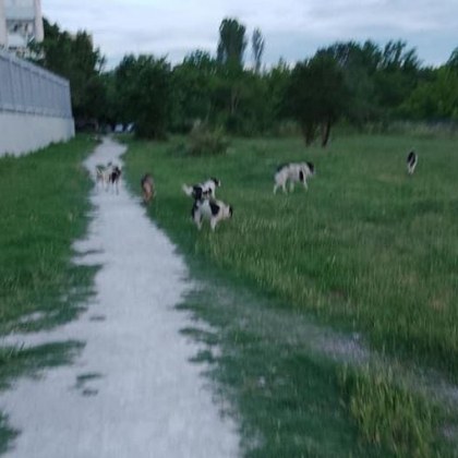 Беезпризорни кучета които били забелязани в кв Тракия отново притесниха