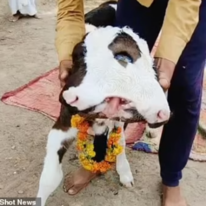 В индийско село близо до град Джалалпур Утар Прадеш крава е