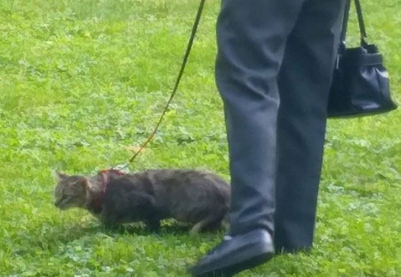 Стопанка разходи домашната си котка в пловдивски парк СНИМКА