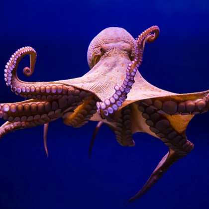 Октоподите са невероятно умни и това не е тайна но