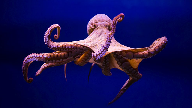 Октоподите могат да препрограмират своите 