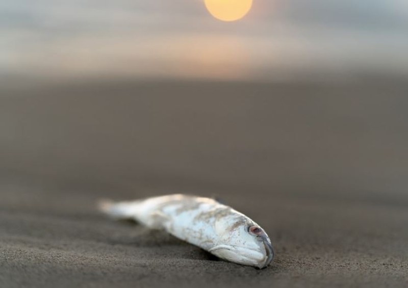 Мъртва риба изплува в язовир край Ихтиман.Водоемът се намира между