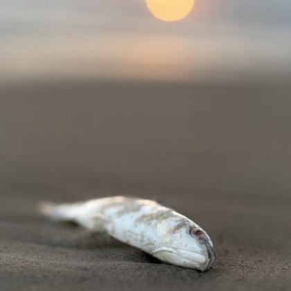 Мъртва риба изплува в язовир край Ихтиман Водоемът се намира между