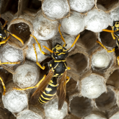 Насекомите чието ухапване  най често води до алергична реакция са пчели
