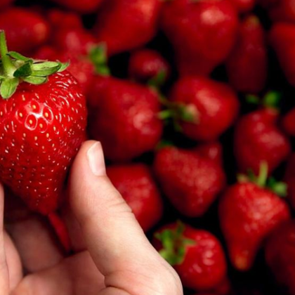Слаба реколта на ягоди очакват производителите от района на Кресна Скъпи