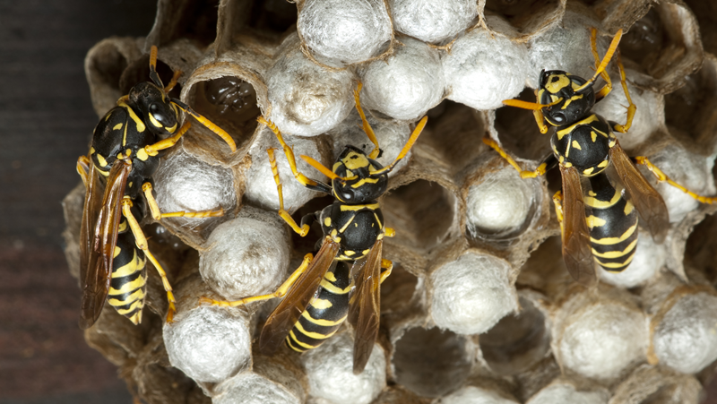 Насекомите, чието ухапване  най-често води до алергична реакция, са пчели,