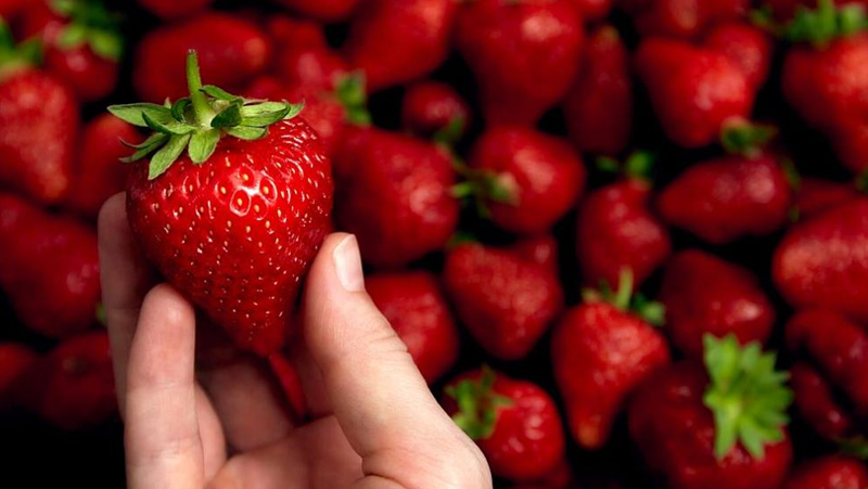 Цената на българските ягоди достигна 7 лв. за килограм