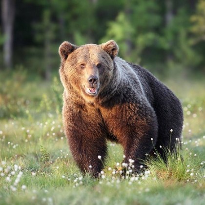 През последните месеци все по често хората алармират за появата на мечки