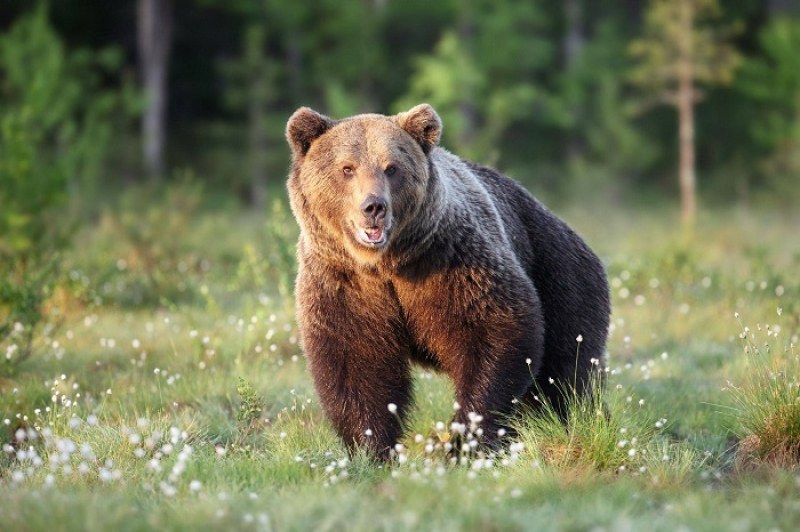 През последните месеци все по-често хората алармират за появата на мечки