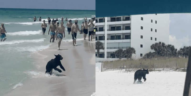 Излезе от океана! Хора бяха изненадани от черна мечка на плажа ВИДЕО