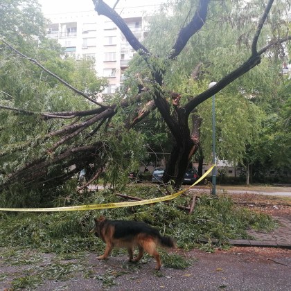 Част от дърво се стовари върху коли, от кълвач ли да чакаме помощ?