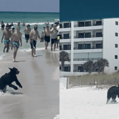 На един от плажовете във Флорида САЩ посетителите бяха изненадани