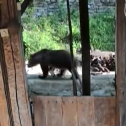 Мечка се разходи във вилна зона ВИДЕО