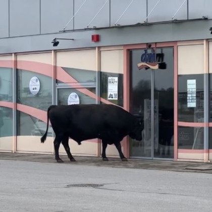 Стадо крави и бикове се озоваха на паркинг в София