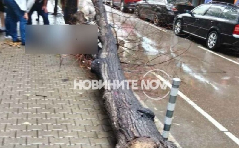 Дърво падна и рани дете в София