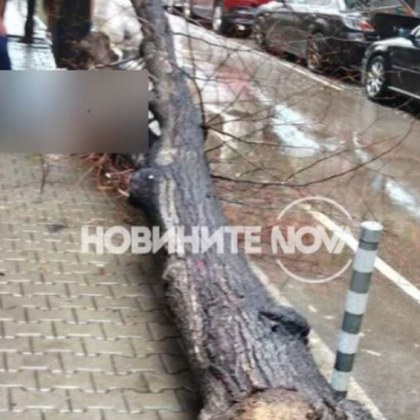 Дърво падна и рани дете в София