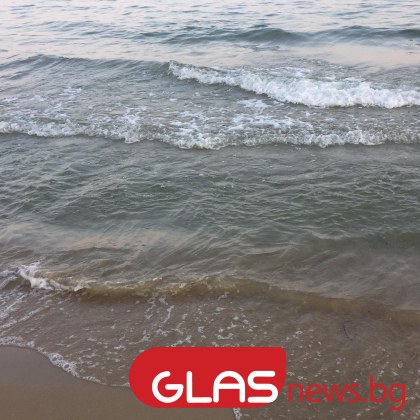 Трупове на животни изплуваха на родното крайбрежие в няколко последователни