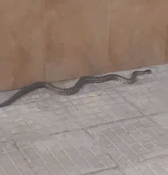 Ето как се справят старозагорци със змиите в града СНИМКИ+ВИДЕО
