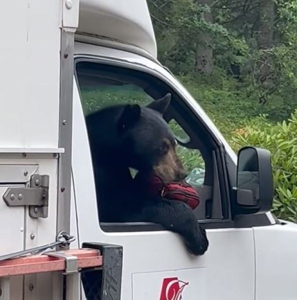 Мечка изненада шофьори на камиони. Животното е търсело храна, когато