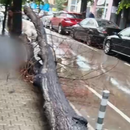 Инцидентът с падналото върху тийнейджърка дърво в София е вследствие