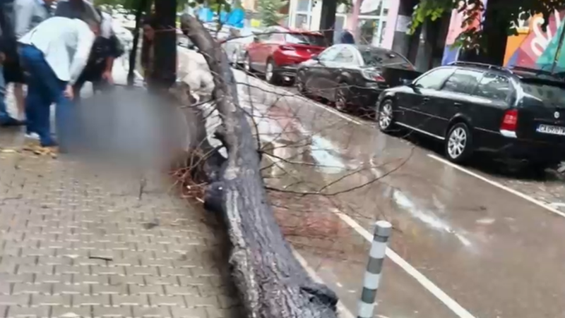 С изгнили корени е било дървото, паднало върху момиче в София