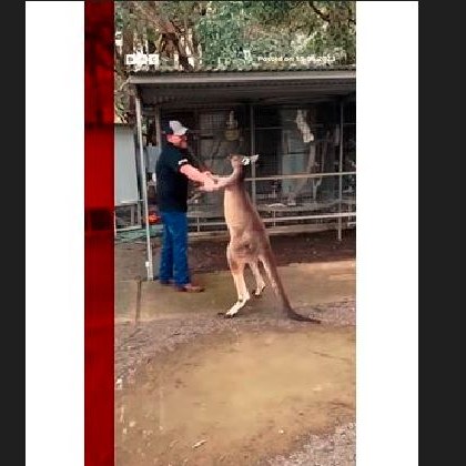 Турист се сби с агресивно кенгуру ВИДЕО
