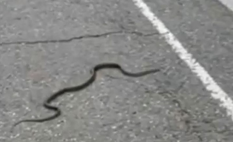 След дъждовете: Змии плъзнаха в наш град