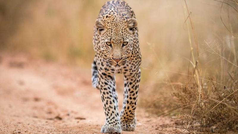 Леопард е избягал от зоопарка в Стара Загора. Посетители са